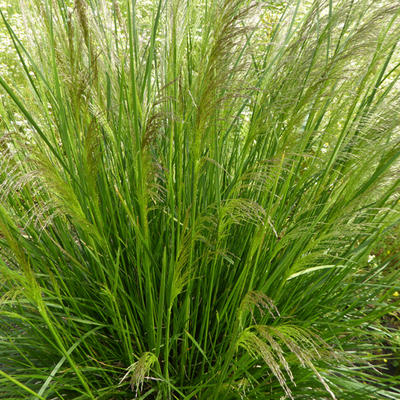 Smele - Deschampsia cespitosa 'Pixie Fountain'