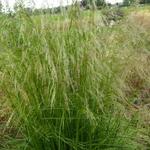 Deschampsia cespitosa 'Tauträger' - Smele - Deschampsia cespitosa 'Tauträger'