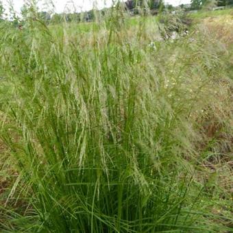 Deschampsia cespitosa 'Tauträger'