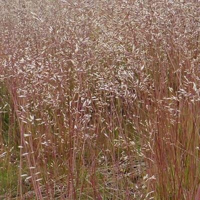 Deschampsia flexuosa - Smele