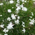 Dianthus arenarius - Zandanjer