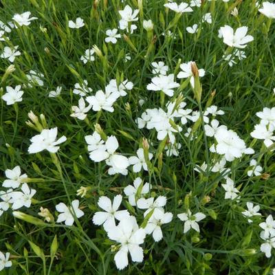 Dianthus deltoides 'Albiflorus' - Steenanjer/Zwolse anjer