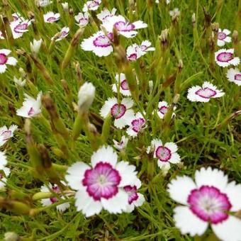 Dianthus deltoides 'Arctic Fire'