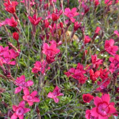 Dianthus deltoides 'Flashing Light' - Steenanjer