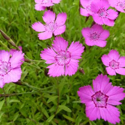 Steenanjer/Zwolse anjer - Dianthus deltoides 'Rosea'