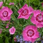 Dianthus gratianopolitanus - Rotsanjer