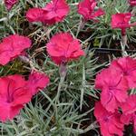 Dianthus gratianopolitanus 'Badenia' - Rotsanjer