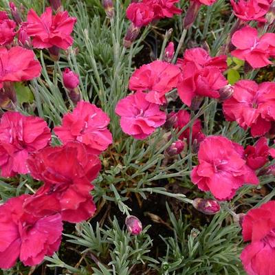 Rotsanjer - Dianthus gratianopolitanus 'Bombardier'