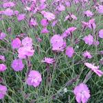 Dianthus gratianopolitanus 'Eydangeri' - Rotsanjer