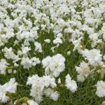 Grasanjer - Dianthus plumarius 'Albus Plenus'