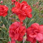 Dianthus plumarius 'David' - Grasanjer