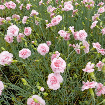 Dianthus plumarius 'Doris'