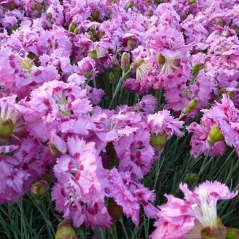 Dianthus plumarius 'Maggie'