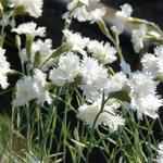 Dianthus plumarius 'Mrs Sinkins' - Grasanjer - Dianthus plumarius 'Mrs Sinkins'