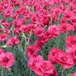 Dianthus plumarius 'Munot - Grasanjer