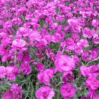 Dianthus plumarius 'Warden Hybrid'