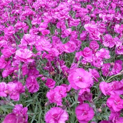 Grasanjer - Dianthus plumarius 'Warden Hybrid'