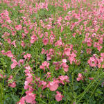 Diascia fetcaniensis - Elfenspoor