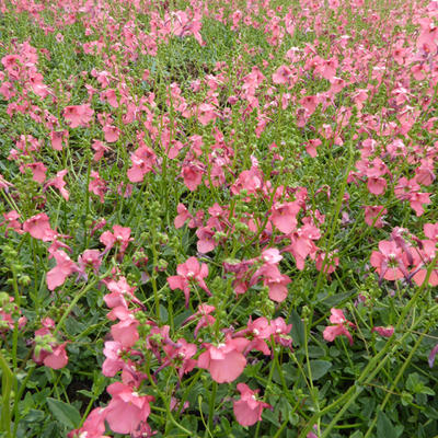 Diascia fetcaniensis - Elfenspoor