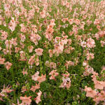 Diascia barberae 'Blackthorn Apricot' - Elfenspoor