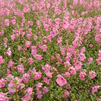 Diascia barberae 'Ruby Field' - Elfenspoor