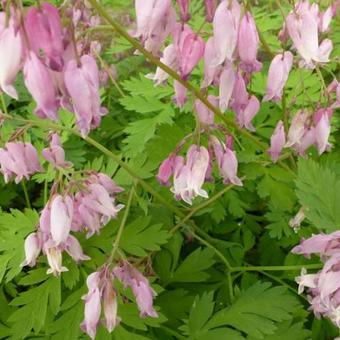 Dicentra formosa