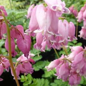 Dicentra formosa 'Adrian Bloom'