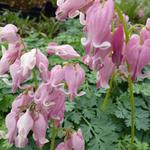 Dicentra 'King of Hearts' - Gebroken hartje