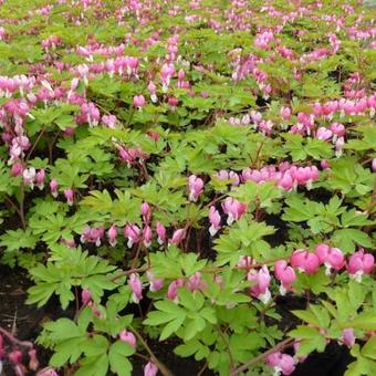 Lamprocapnos spectabilis