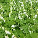 Lamprocapnos spectabilis 'Alba' - Gebroken hartje - Lamprocapnos spectabilis 'Alba'