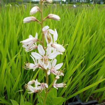 Dictamnus albus 'Albiflorus'