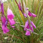 Engelenhengel - Dierama pulcherrimum