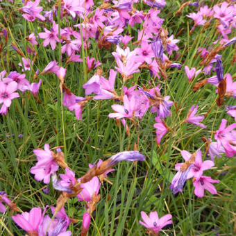 Dierama trichorhizum