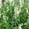 Grootbloemige vingerhoedskruid - Digitalis grandiflora