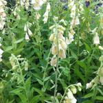 Digitalis grandiflora - Grootbloemige vingerhoedskruid