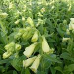 Digitalis grandiflora 'Carillon' - Vingerhoedskruid