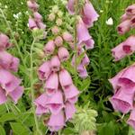 Digitalis x mertonensis - Vingerhoedskruid - Digitalis x mertonensis