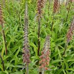 Digitalis parviflora - Vingerhoedskruid