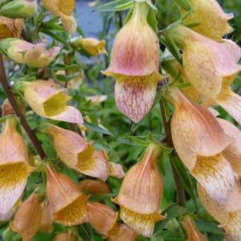 Digitalis 'Spice Island'