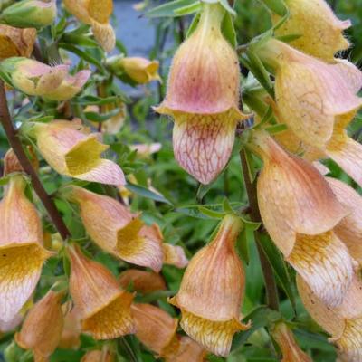 Vingerhoedskruid - Digitalis 'Spice Island'