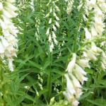 Vingerhoedskruid - Digitalis lutea