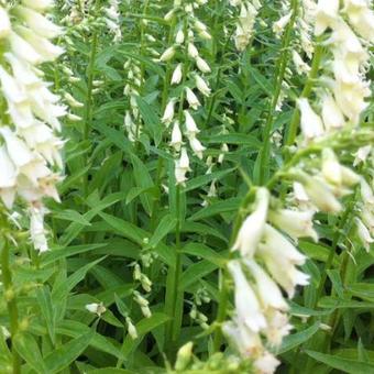 Digitalis lutea