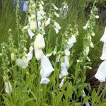 Digitalis purpurea 'Alba' - Vingerhoedskruid