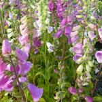 Digitalis Purpurea 'Excelsior Hybrids' - Vingerhoedskruid