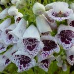 Digitalis purpurea 'Pam's Choice - Vingerhoedskruid