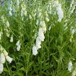 Digitalis purpurea 'Snow Thimble' - Vingerhoedskruid - Digitalis purpurea 'Snow Thimble'