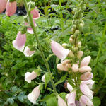 Digitalis purpurea 'Sutton's Apricot' - Vingerhoedskruid - Digitalis purpurea 'Sutton's Apricot'