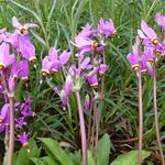 Dodecatheon meadia 'Queen Victoria' - Twaalfgodenkruid