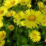 Doronicum orientale 'Little Leo' - Voorjaarszonnebloem/Gele margriet