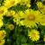 Doronicum orientale 'Little Leo'